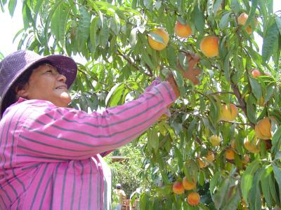  image linking to Au Pérou, les agriculteurs ne sont pas assez informés : Pourquoi les télécentres sont-ils sous-utilisés ? 